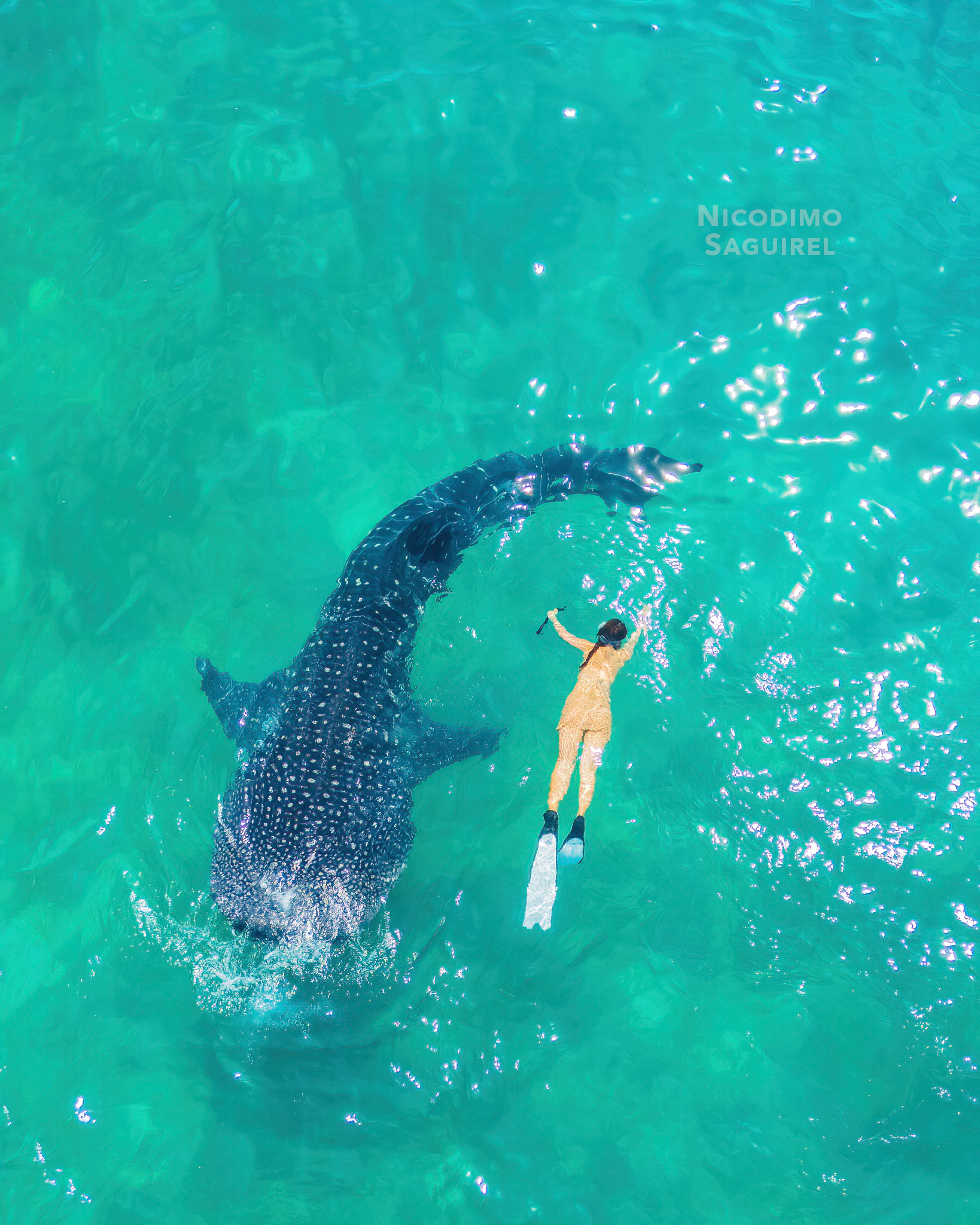Oslob Whale Shark